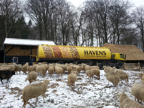 Unsere Bestseller: HAVENS L. & S.-Müsli für Lämmer und Schafe