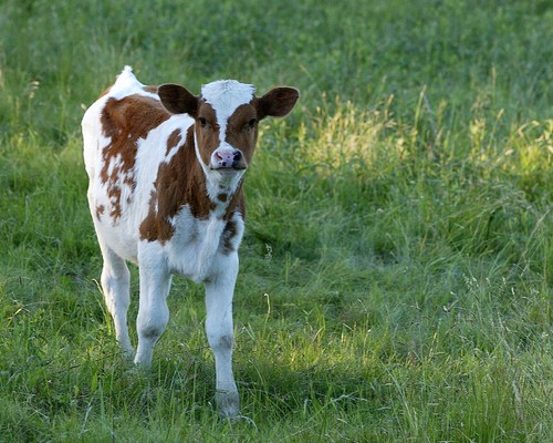 Futter für Milch- und Schlachtvieh