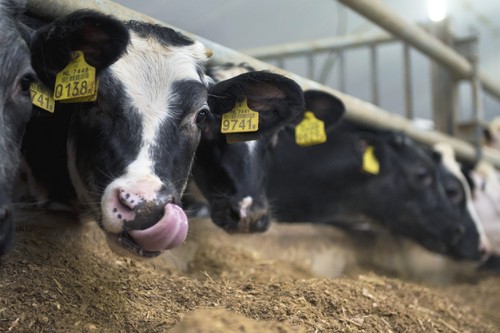 Futter für Milch- und Schlachtvieh