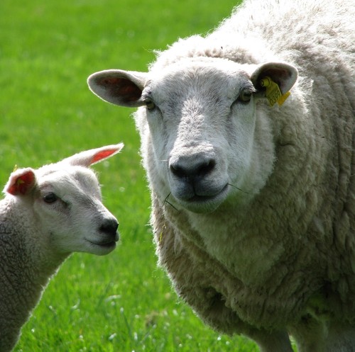 Futter für Schafe und Lämmer (ohne zugefügten Kupfer)